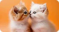 Pet Kissing Video