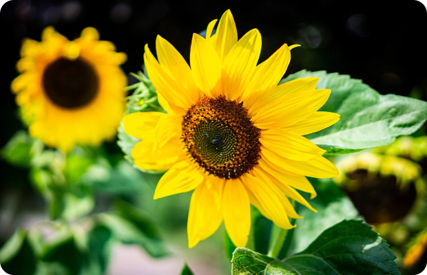 Vidnoz Video Enhancer AI - Restauro del colore